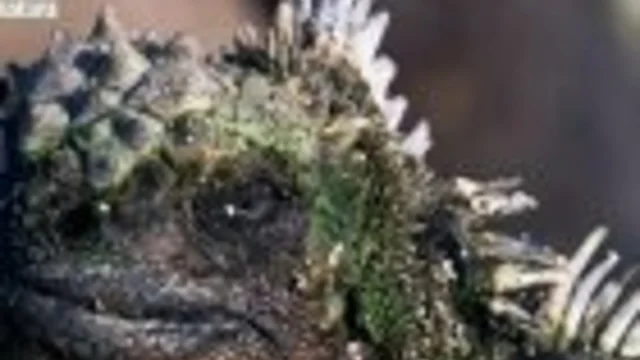 IGUANE MARINE