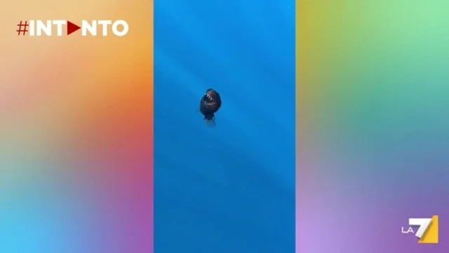 Il Diavolo Nero: il video dell'avvistamento del misterioso pesce degli abissi