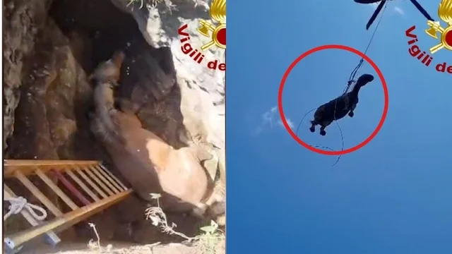 Lazio, cavallo incastrato in una cavità a 4 metri: l’incredibile salvataggio