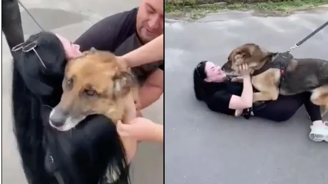 Ucraina, ritrovano il cane dopo l'esplosione della diga: le immagini commoventi