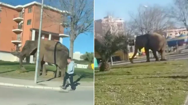 Foggia, un elefante gira per le vie della città: i video sono già virali in rete