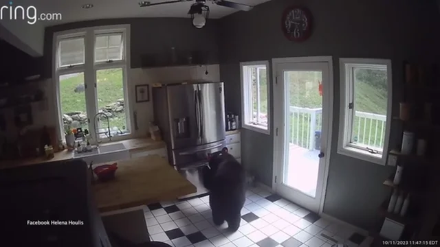 Orso entra in casa e ruba dal freezer: il gesto inaspettato
