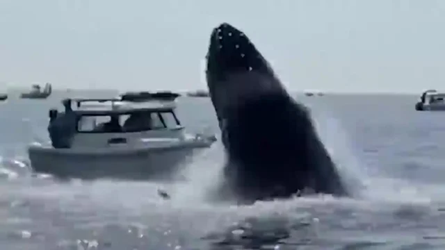 La balena colpisce un peschereccio: le immagini incredibili
