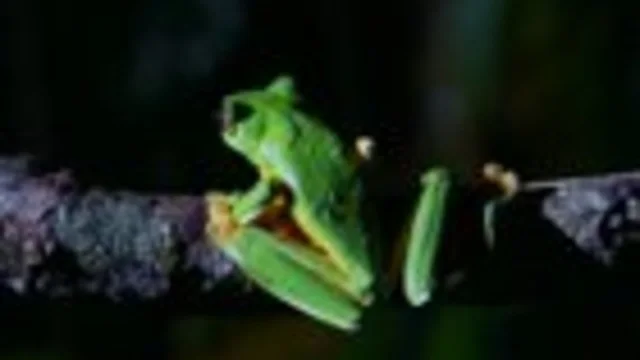 GLI ANFIBI