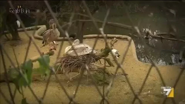UCCELLI