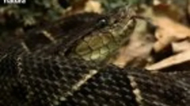 VIPERA FERRO DI LANCIA