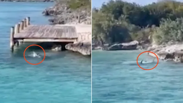 Il cane si getta in mare e attacca lo squalo: lo stupore dei turisti