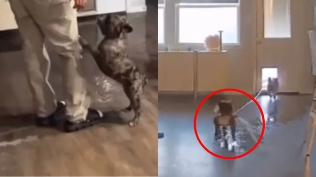 Casa allagata, le telecamere di sicurezza svelano i colpevoli