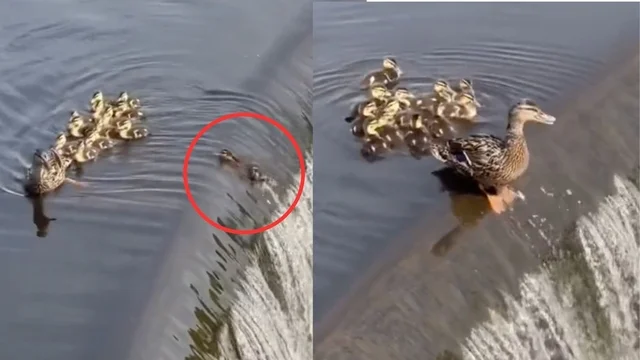 Il cucciolo di papera finisce nella cascata: la mamma reagisce così