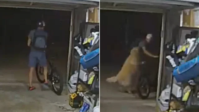 Ladro entra a rubare la bici ma interviene il cane: il finale a sorpresa