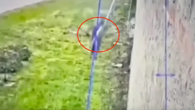 Il boss evade dal carcere: è caccia all'uomo