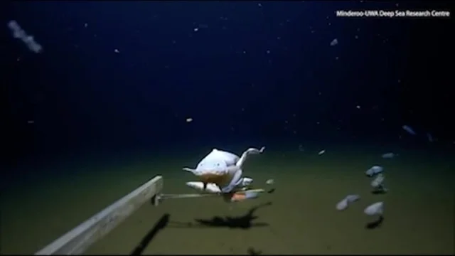 Il video del pesce più "profondo" di sempre: gli scienziati battono il record