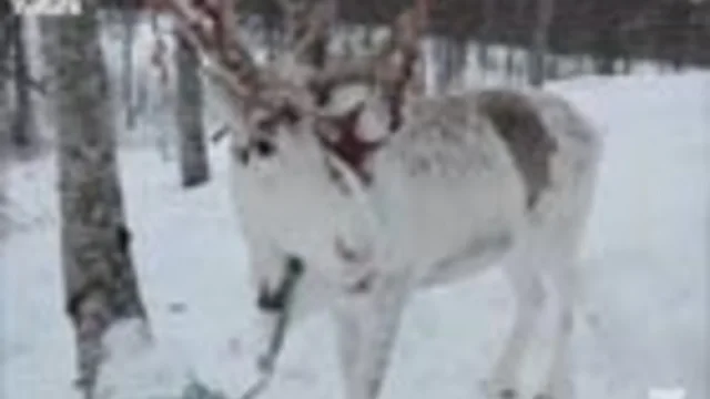 LE RENNE DEL GRANDE NORD