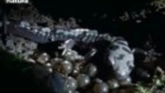 LE SALAMANDRE MARMORATE