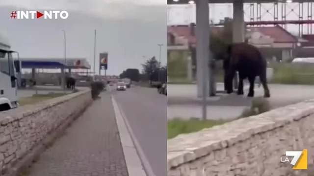 Altamura, un elefante fugge dal circo e si rifugia in un distributore