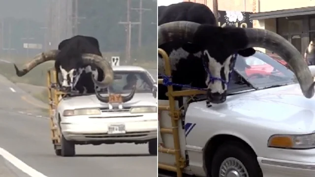 Nebraska, uomo guida con un toro in macchina: video