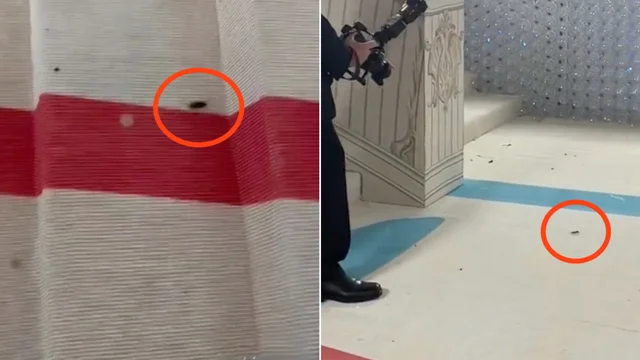 Scarafaggio si "imbuca" al Met Gala: le urla del pubblico. E il fotografo...