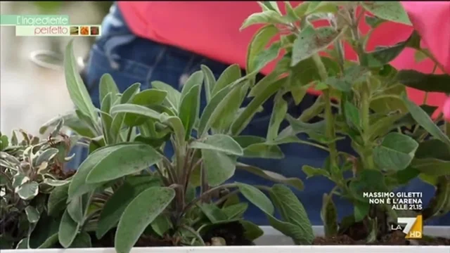 Come fare crescere le piante aromatiche sul balcone