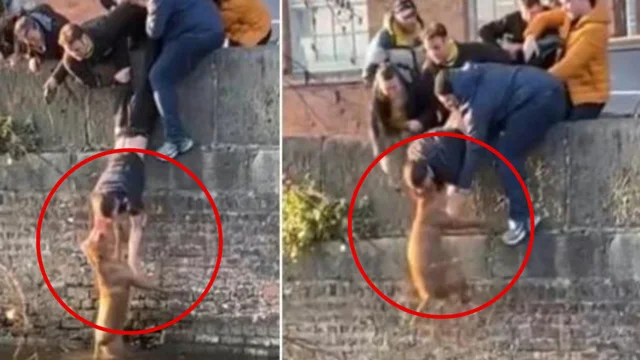 Il cane viene salvato così da un gruppo di studenti