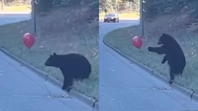 Cucciolo di orso si ferma a giocare con un palloncino sul ciglio della strada: la scena emoziona il web