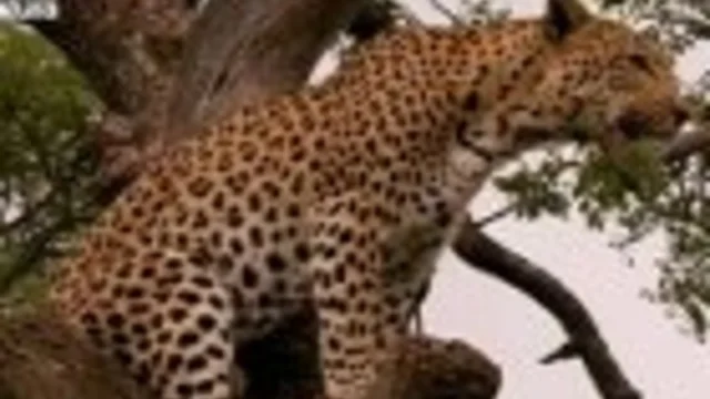 L'INCONTRO CON IL LEOPARDO