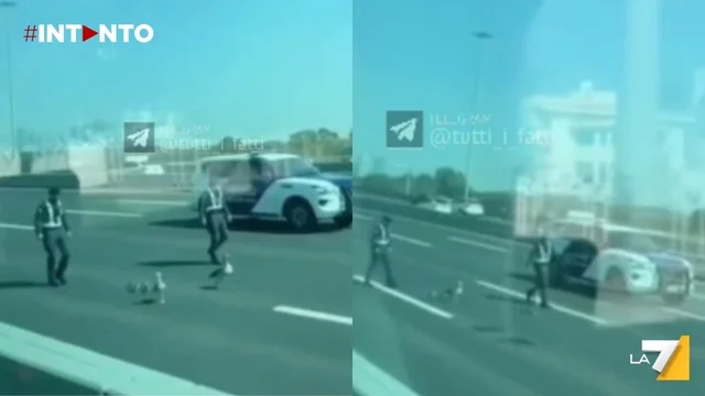 Abu Dhabi, la polizia ferma il traffico per salvare una famiglia di anatre: video virale