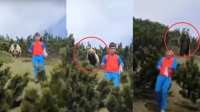 Trentino, spunta l'orso dietro il bambino ma lui mantiene la calma e si salva