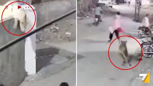 Panico a Lahore, Pakistan: leone domestico fugge in strada e aggredisce madre e figlio