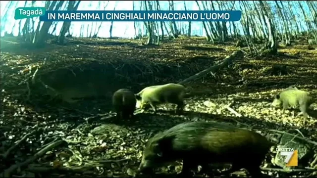 In Maremma i cinghiali minacciano l'uomo