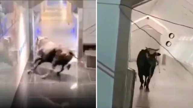 Paura a Tel Aviv: un toro fa irruzione in una banca