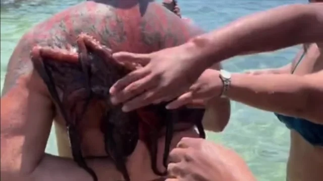 Il polpo "attacca" l'uomo alle spalle: il video è virale sui social