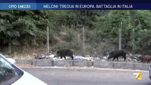 Cinghiali, il problema non era la Raggi