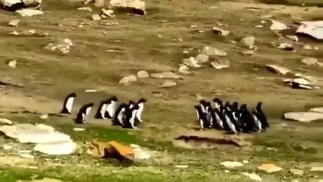 Due gruppi di pinguini si incontrano e sembrano scambiarsi informazioni: il video sta facendo il giro del mondo