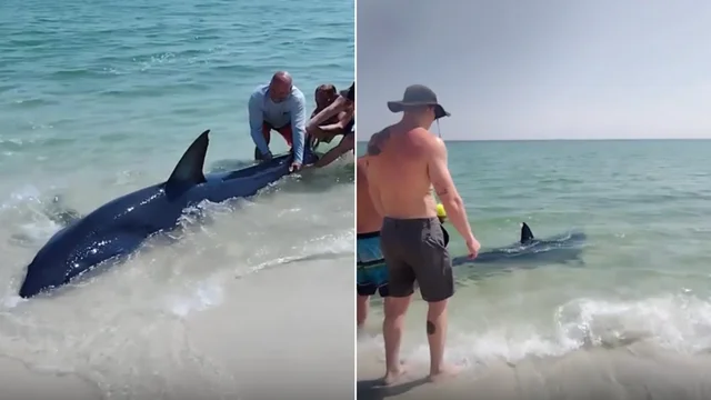 Florida, bagnanti salvano uno squalo in spiaggia: il video