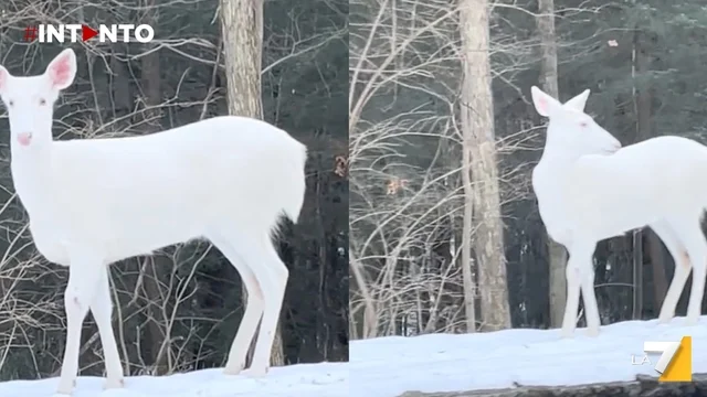 North Carolina, avvistato rarissimo cervo albino: il video incanta il web