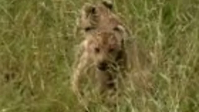 CUCCIOLI DI LEONE