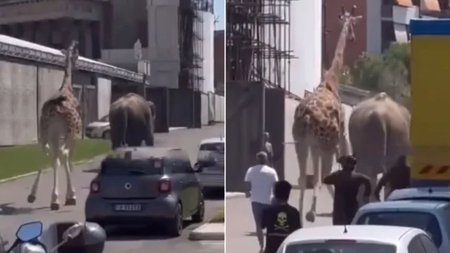 Roma, animali in fuga negli studi cinematografici di Cinecittà: il video
