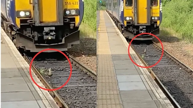L'anatra finisce nei binari con il treno in arrivo: il gesto del capotreno