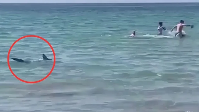 Paura ad Alicante, lo squalo a riva fa scappare i bagnanti terrorizzati