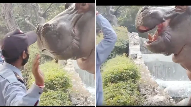 L'ippopotamo scappa dalla gabbia e il guardiano prova a fermarlo così