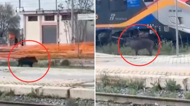 Il cinghiale alla stazione di Foggia, il video spopola sul web