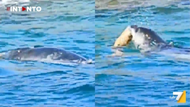 Rara foca monaca avvistata mentre caccia una murena nelle acque di Ischia