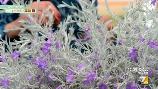 Eremophila Nivea o pianta di seta
