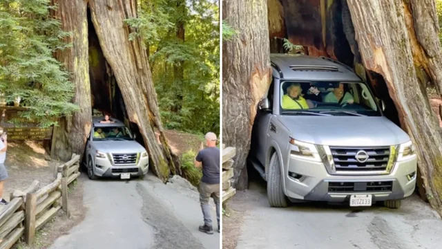 L'auto incastrata nell'albero secolare: la manovra e il finale a sorpresa
