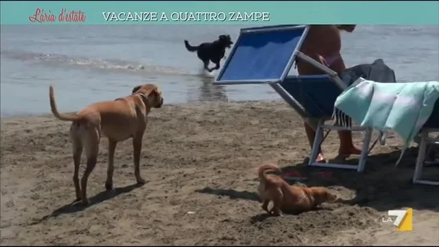 Vacanze a quattro zampe