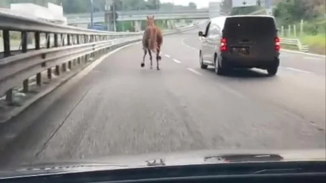 Napoli, un cavallo in tangenziale: lo stupore degli automobilisti