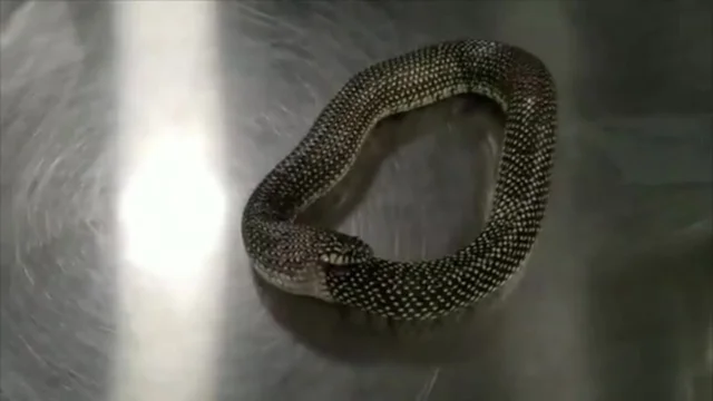 Il serpente mangia la sua stessa coda e l'uomo lo salva così: il video
