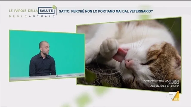 GATTO: PERCHE’ NON LO PORTIAMO MAI DAL VETERINARIO?
