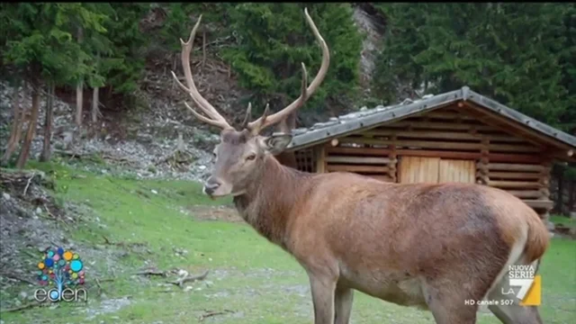Come riuscire a vedere i cervi sul passo dello Stelvio