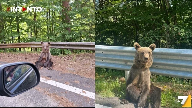 In Romania un orso diventa influencer: conquista TikTok osservando le auto dei turisti